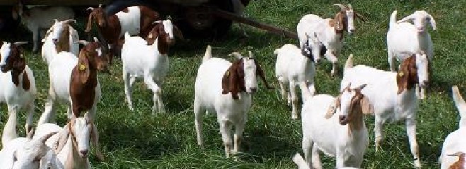 For Sales / Breeding | Crawford Goat&#39;s - Kiko and Boers
